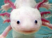 Quiz Étranges animaux aquatiques