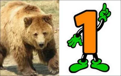 Which echinoderm is it?