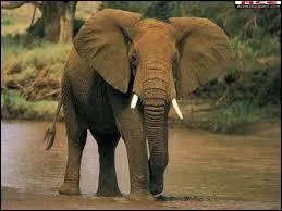 How many species of elephant are there?