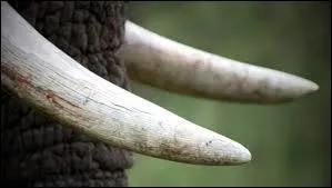 What material are elephant tusks made of?