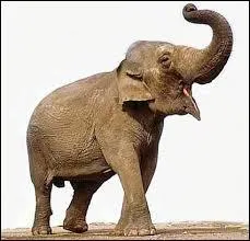 What is the elephant's cry called?