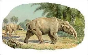 Which of these prehistoric animals is the ancestor of the elephant?