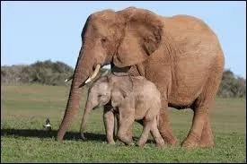 How long is the gestation period for a female elephant?