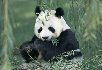 How many hours a day do pandas spend eating?