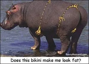 What animal is a hippo most related to?