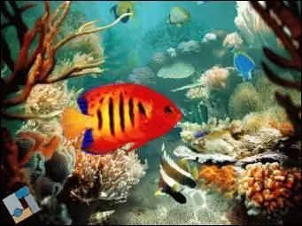 What body part do fish not have?