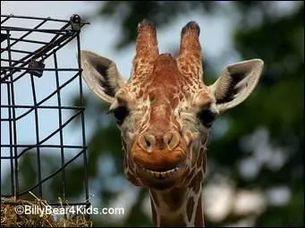 How many toes do giraffes have altogether?