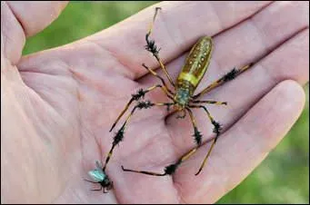 How often does the orb-weaver spider re-create their web?