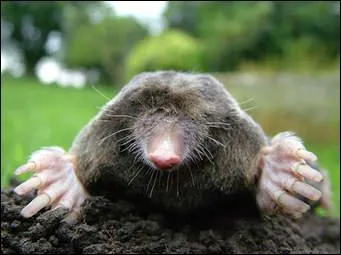 Where is the place that moles do not come from?