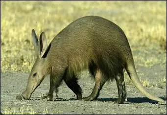 What animal is the aardvark mostly related to?
