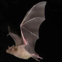How many species of bats are there in the world?