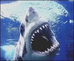 How many CM is the great white shark?
