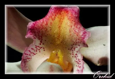 This hybrid was registered by Singapore Botanical Gardens on the 16th November, 2005 to commemorate Jackie Chan's visit to the Singapore National Orchid Garden. What colour is Dendrobium Jackie Chan?