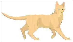 What's this feline's name?