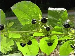 Some plants, used as ingredients for potions, are particularly dangerous.