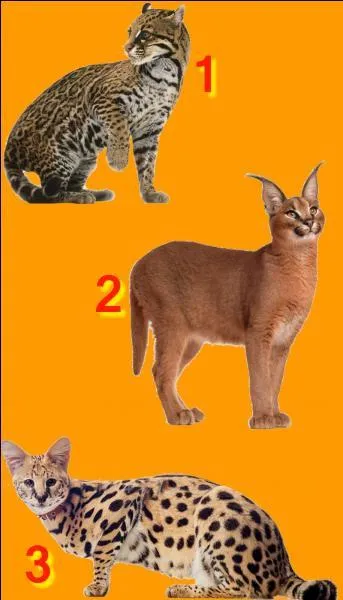 If I tell you "Ocelot". Which number will you choose ?