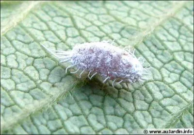 These are tiny parasitic insects found on certain plants. These insects make it possible to obtain a natural colorant.