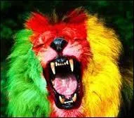 Which country has a soccer team nicknamed Les Lions indomptables?
