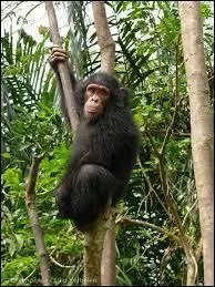 What is the study of apes called?