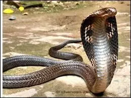 What is the name of the snake in the photo?