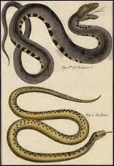 What is the study of snakes called?