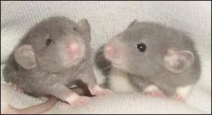 What do you call the rat's young?