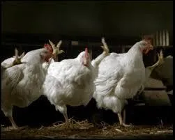 What are the chickens doing in the ads for the Le Gaulois food brand?