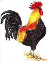 What do we call the rooster call in the UK?