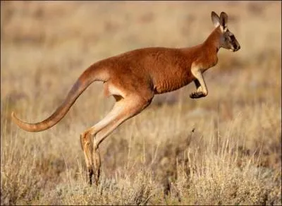 How high can a kangaroo jump?
