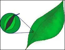 The tiny (minúsculos) pores on the underside of the leaves where carbon dioxide enters are :