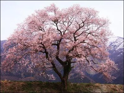 What type of plant is this?