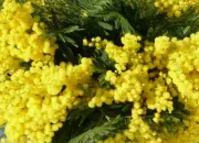 Quiz Des fleurs pour égayer l'hiver !