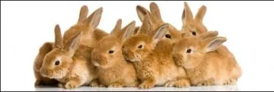 On which of these brands can you not see a rabbit as a mascot?