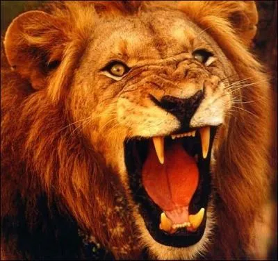 Will you roar with pleasure when you get the right answer to the question?