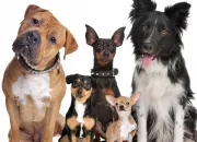 Quiz 15 chiens à reconnaître