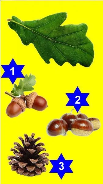 Which fruit corresponds to this leaf?