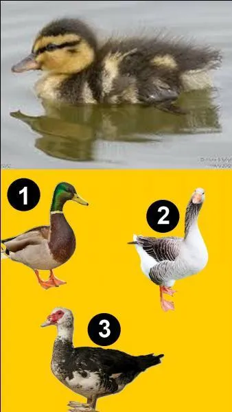 What type of duckling is this?