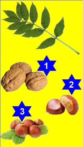 Which fruit corresponds to this leaf?