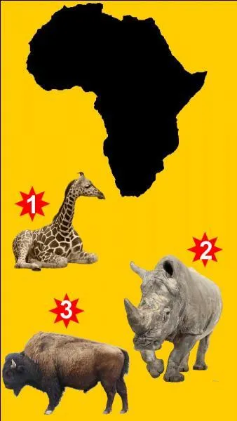 Which animal does not match this continent?