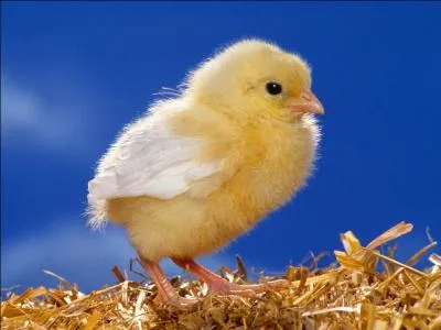 Find the first name of this French painter with this chick.