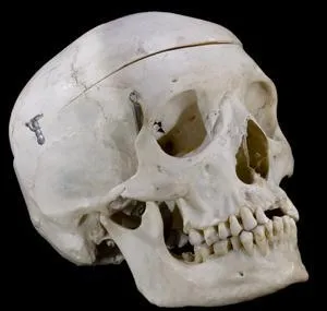 Hope this skull helps you!