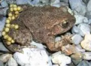 Quiz À la découverte des amphibiens