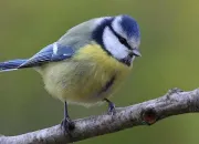 Quiz 10 oiseaux à reconnaître
