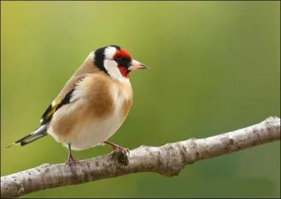 What is this colorful and graceful bird ?