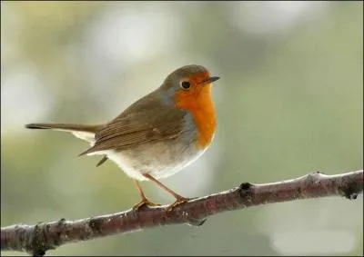 What is this charming little bird ?