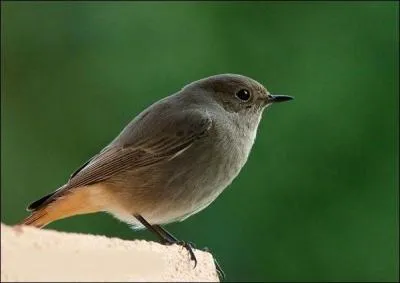 What is this bird that sings while inflating its feathers ?