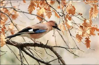 What is this sparrow from the Corvidae family ?