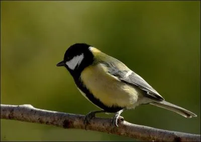 What is this beautiful bird ?