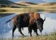 Quiz Animaux sauvages à identifier