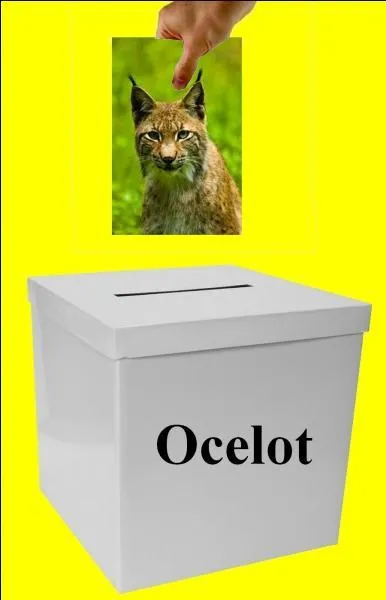 Is the image in the right box?